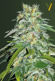 Victory Seeds Parmesan / Fem / 5er