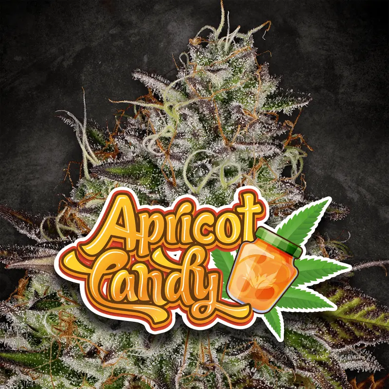 Paradise Seeds Apricot Candy - Feminized - 10 seeds