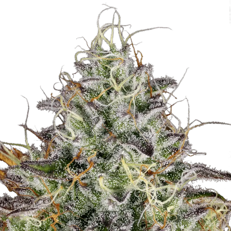 Paradise Seeds Apricot Candy - Feminized - 5 seeds
