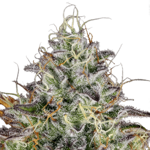 Paradise Seeds Apricot Candy | Feminisiert | 5 Samen