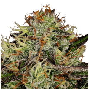 Paradise Seeds Chocolate Wafflez | Feminisiert | 10 Samen