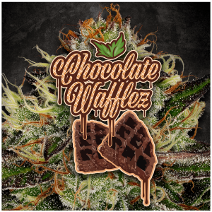 Paradise Seeds Chocolate Wafflez | Feminisiert | 10 Samen