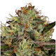 Paradise Seeds Chocolate Wafflez | Feminisiert | 5 Samen