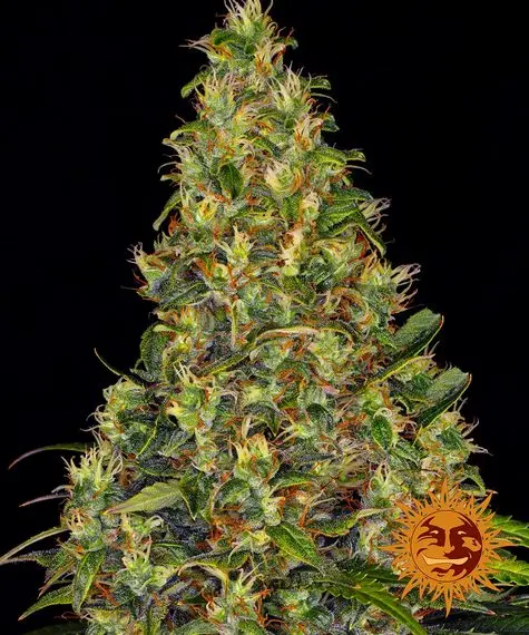 Barneys Farm Amnesia Haze - Auto - 3pcs