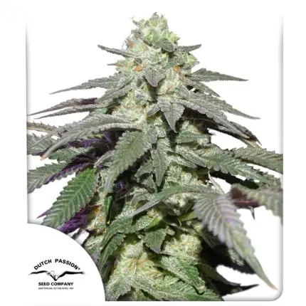 Dutch Passion Auto Skywalker Haze - Auto - 3pcs