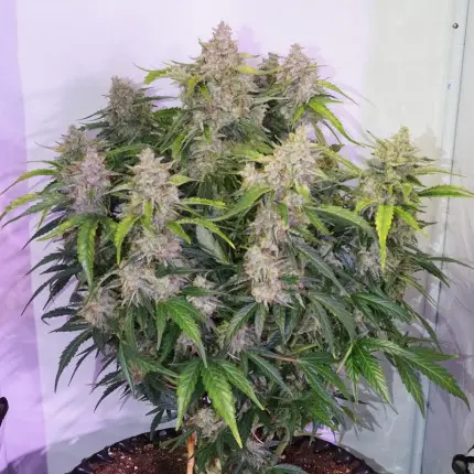 Dutch Passion Auto Skywalker Haze - Auto - 3pcs