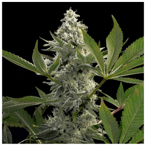 Paradise Seeds Glowstarz | Feminisiert | 10 Samen