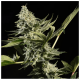 Paradise Seeds Glowstarz | Feminisiert | 10 Samen