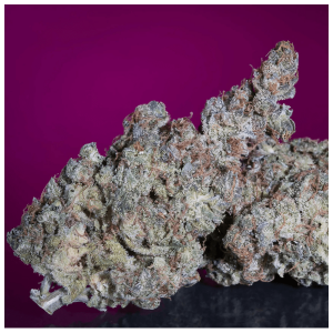 Paradise Seeds White Noise | Feminisiert | 10 Samen