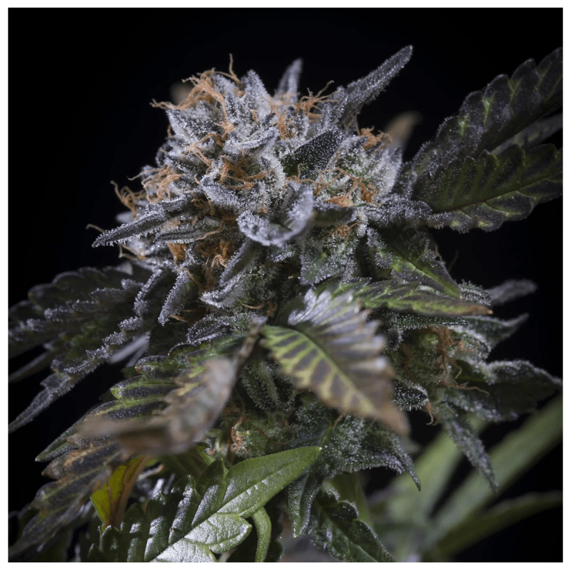 Paradise Seeds White Noise | Feminisiert | 5 Samen