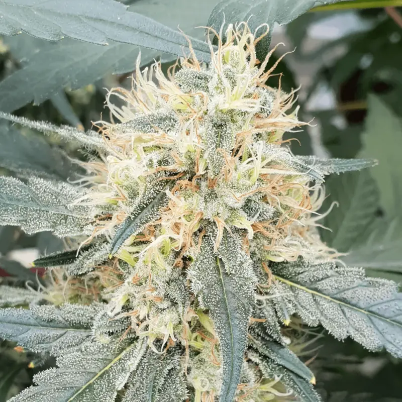 Paradise Seeds Auto Stromboli - Automatic - 10 seeds