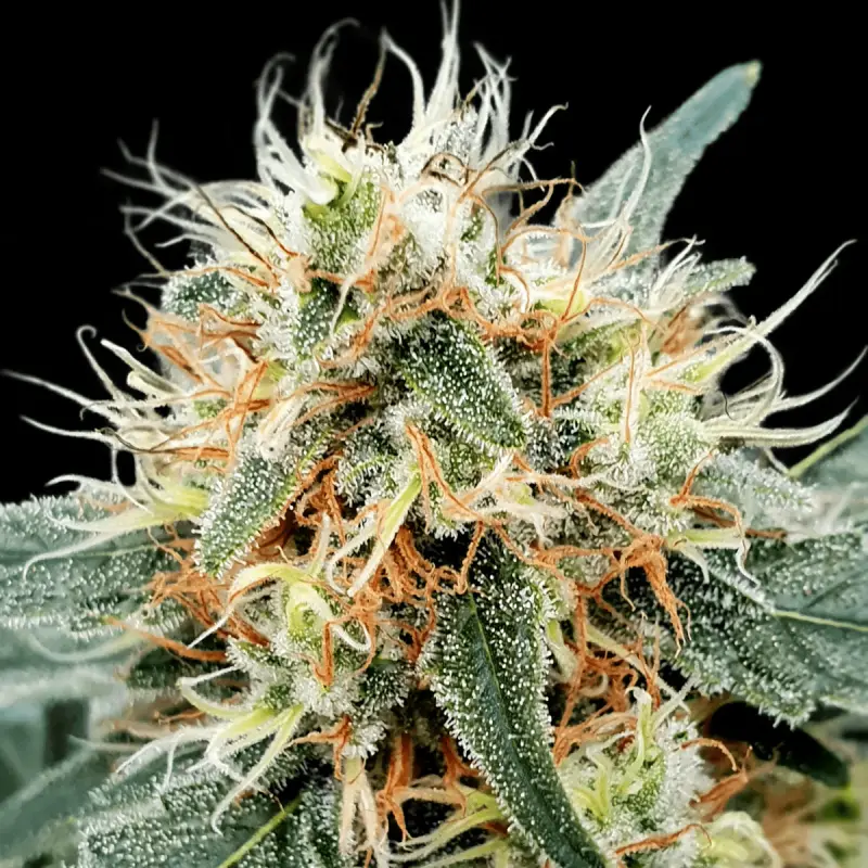 Paradise Seeds Auto Stromboli - Automatic - 5 seeds