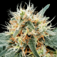 Paradise Seeds Auto Stromboli | Automatik | 5 Samen