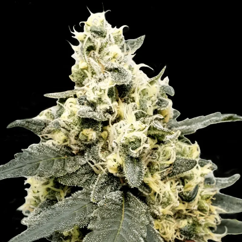 Paradise Seeds Auto Lemonade - Automatic - 10 seeds