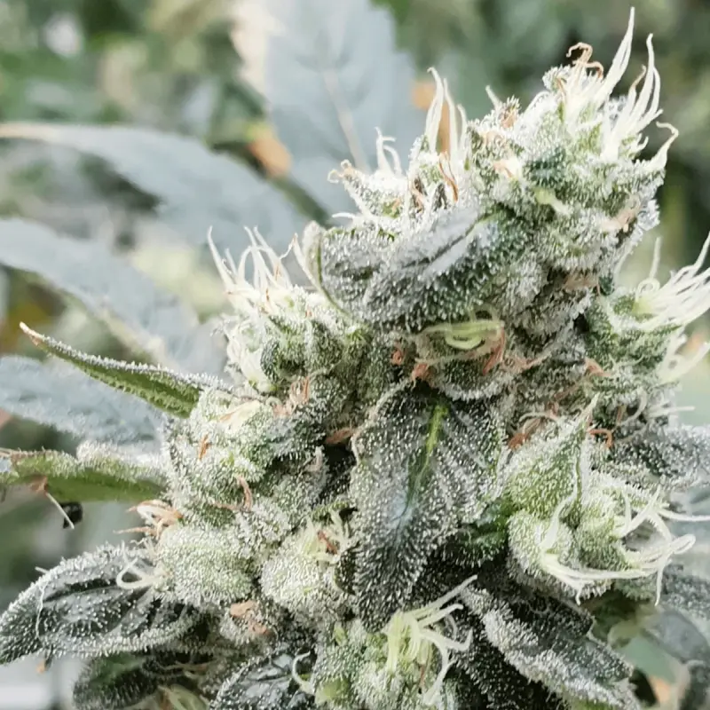 Paradise Seeds Auto Lemonade - Automatic - 5 seeds