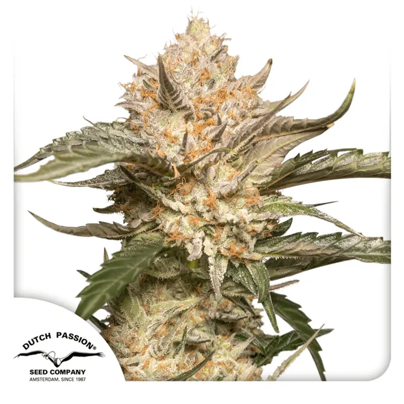 Dutch Passion Trichome & Cream - Auto - 3er