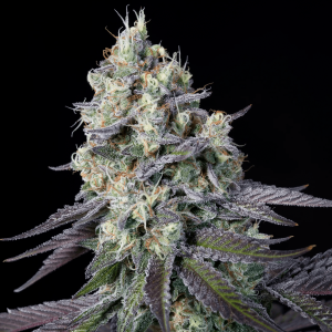 Paradise Seeds Purple Mints | Feminisiert | 5 Samen