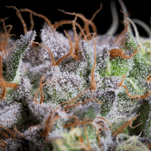 Paradise Seeds Purple Mints | Feminisiert | 5 Samen