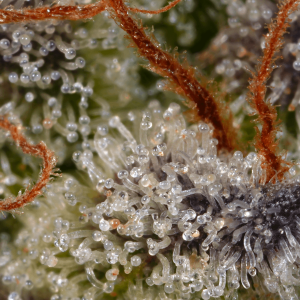 Paradise Seeds Sweetopia | Feminisiert | 10 Samen