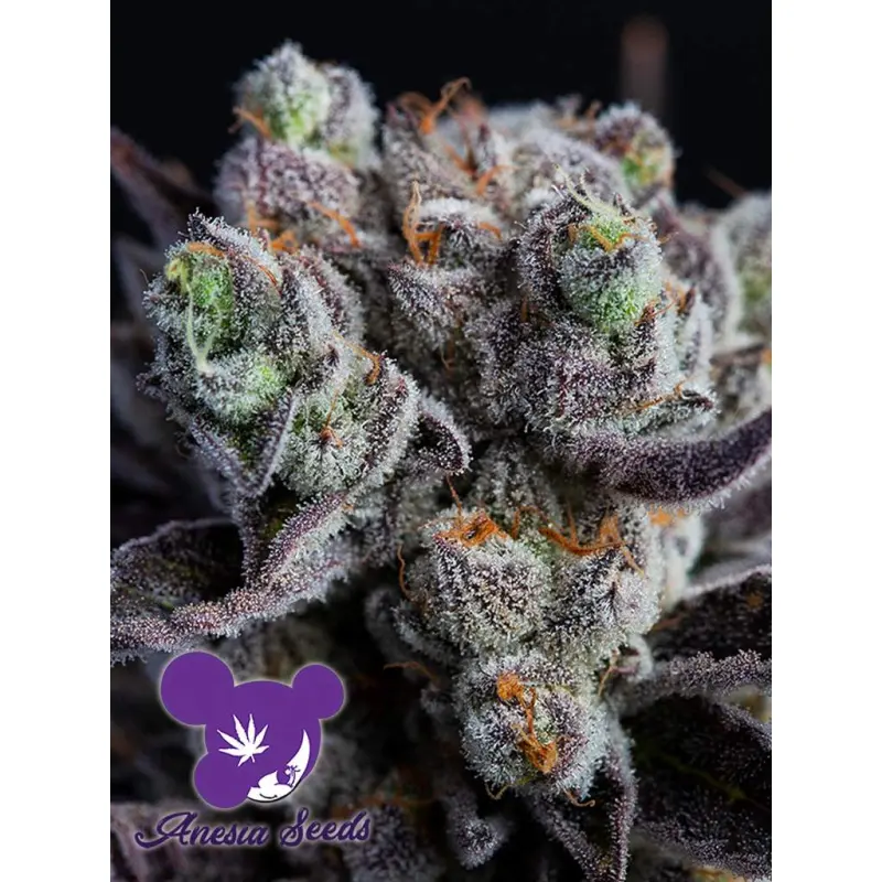 Anesia Seeds Blackberry Moonrocks Fem 5er