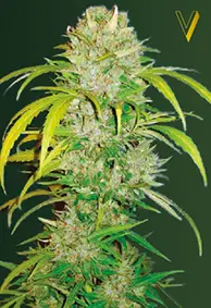 Victory Seeds Big Angel / Auto / 10pcs