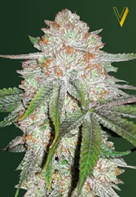 Victory Seeds Chocodope / Auto / 10pcs