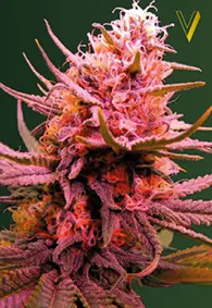 Victory Seeds Sea Mango / Auto / 3pcs