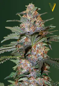 Victory Seeds Caramelino / Auto / 10pcs