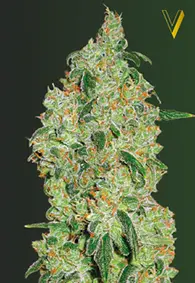Victory Seeds Green Wild Shark / Fem / 10er