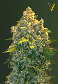 Victory Seeds Chronic Monster XXL / Auto / 10pcs