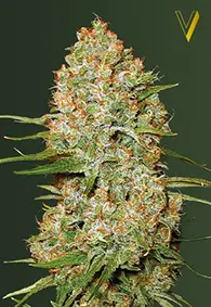 Victory Seeds Amnesium / Auto / 10pcs