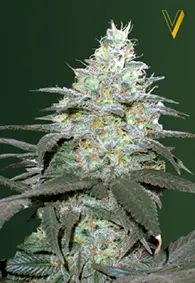 Victory Seeds Original Berry / Auto / 10pcs