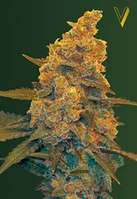 Victory Seeds Blow Dream / Auto / 10pcs