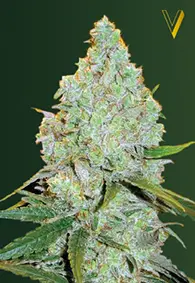 Victory Seeds Amnesia Haze / Auto / 10pcs