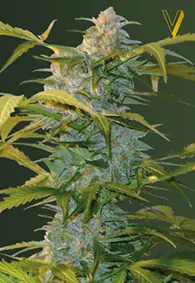 Victory Seeds Heaven / Auto / 10pcs