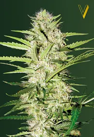 Victory Seeds Parmesan / Auto / 10 pieces