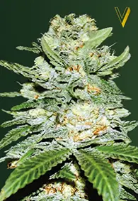 Victory Seeds Jack Hammer / Auto / 10pcs