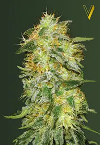 Victory Seeds Original Lemonade Skunk / Auto / 10pcs