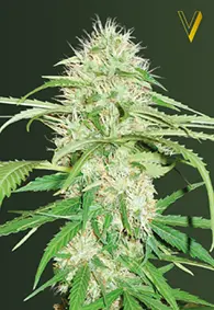 Victory Seeds Super Mazar / Auto / 10pcs