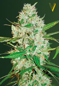 Victory Seeds Red Russian XXL / Auto / 10pcs