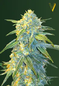 Victory Seeds Northern Light / Auto / 10pcs