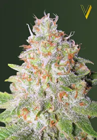 Victory Seeds Green Wild Shark / Auto / 10pcs