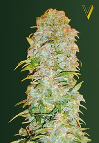 Victory Seeds AK-77V / Auto / 3pcs
