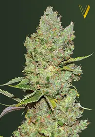 Victory Seeds Critical / Auto / 3er