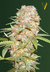 Victory Seeds Super Extra Skunk / Auto / 10pcs