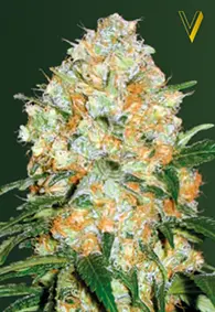 Victory Seeds Bubblegum + Pro / Auto / 5pcs