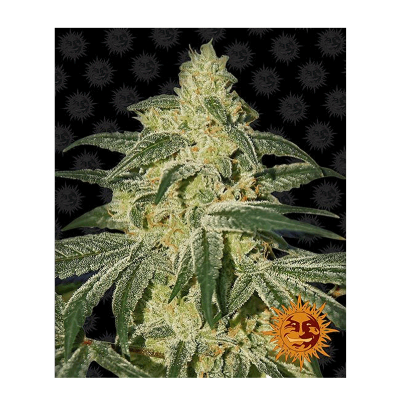 Barneys Farm Afghan Hash Plant | Regulär | 10 Samen