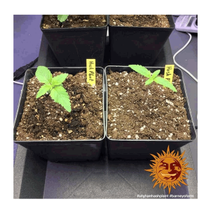 Barneys Farm Afghan Hash Plant | Regul&auml;r | 10 Samen