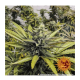 Barneys Farm Afghan Hash Plant | Regulär | 10 Samen