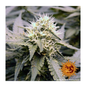 Barneys Farm Critical Kush | Regulär | 10 Samen
